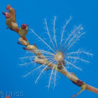 Red Valerian